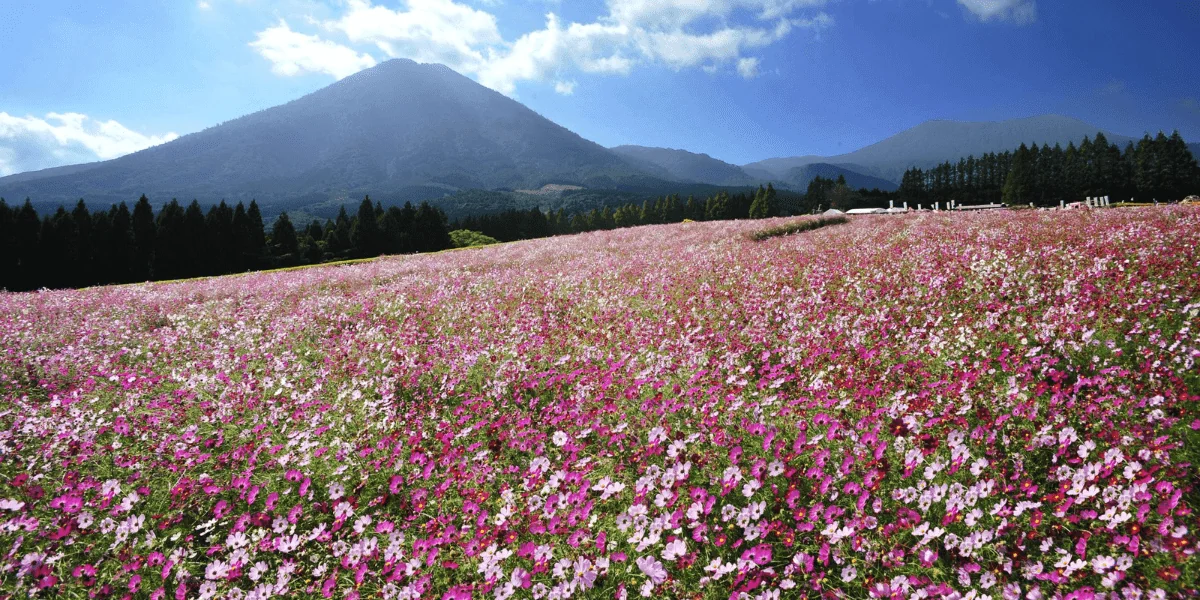 Japan 1-min.webp